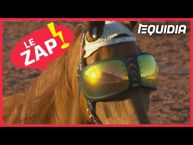 UN CHEVAL À  LUNETTES ! | Le Zap de Juillet 2020