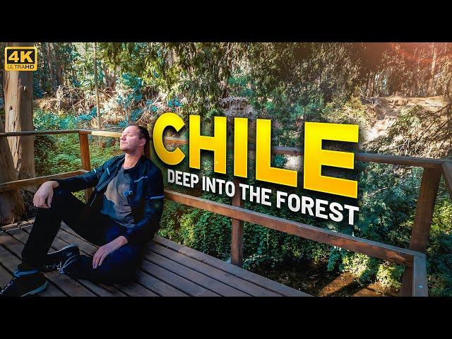 Deep Into The Forest - CHILE Hiking Vlog [4K]