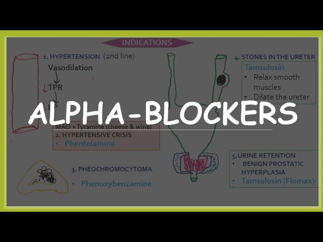 Alpha blockers - mechanism of action, indications and side effects