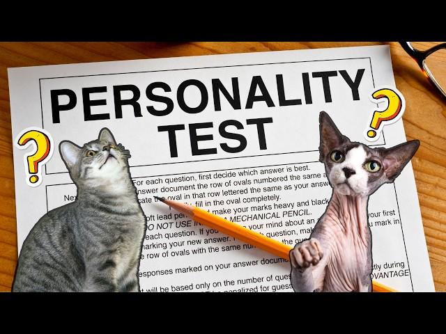 The 5 Feline Personality Types: Which is Your Cat?