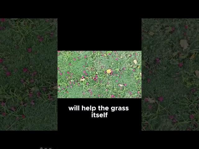 Importance of Weed Control in Lawns