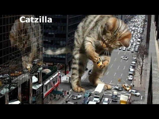 #catzilla #trailler #Котзилла!