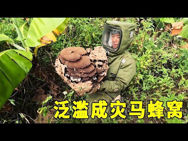 Giant hornet's nest is overflowing in residential areas  one is bigger than the other  which is too