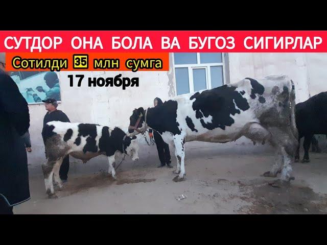 СУТДОР ОНА БОЛА ВА БУГОЗ СИГИР НАРХЛАРИ ХАЗОРАСП МОЛ БОЗОРИ 17 НОЯБРЯ 2024.Г