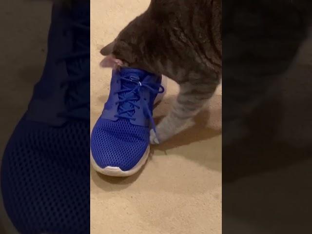 Cat vs Stinky Shoe #funnycats #stinky #cat #crazycat #rescuecats