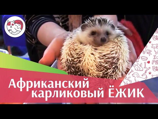 Африканский карликовый ёжик Содержание на ilikepet