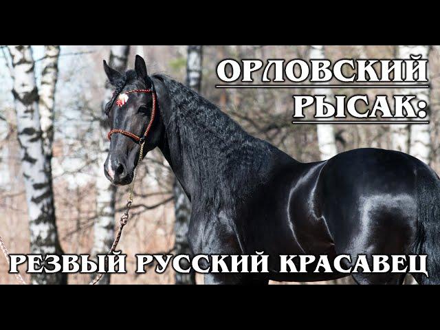 ORLOV TROTTER: the Best breed of fast horses in the world-from Russia