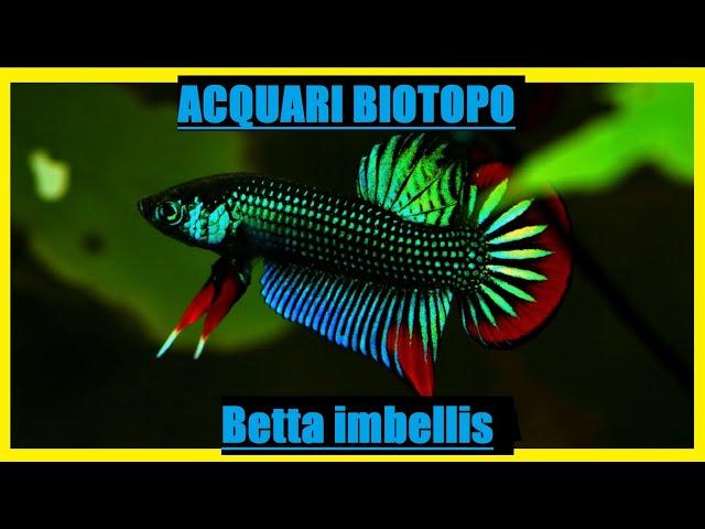 Betta imbellis-scheda allevamento