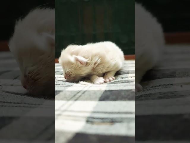 meow####