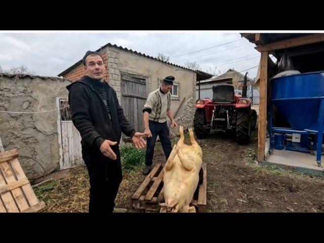 Зерна не вистачає, все під ніж. Гріх не зробити та не скоштувати паштет з свинячої голови.