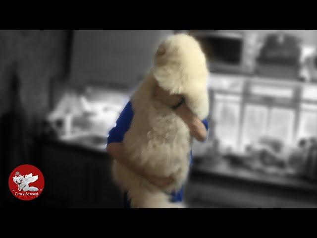 [English subtitles] The dogs meet the owner. Jealous dog. Samoyeds