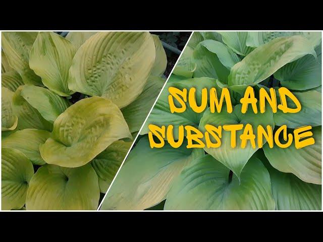 Хоста Sum and Substance ⭐ Hosta Sum and Substance