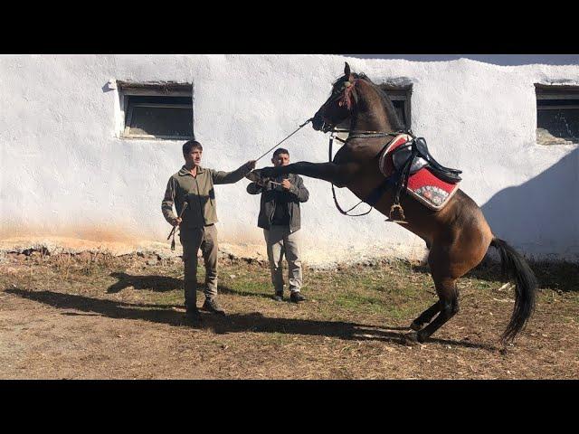 Yarış Atları / Engin Apaydın