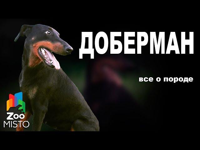 Доберман - Все о породе собаки | Собака породы - Доберман