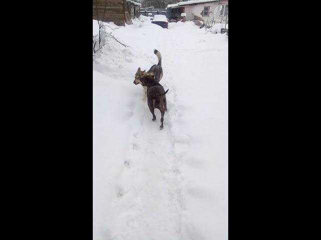 Люсяша и Шерри