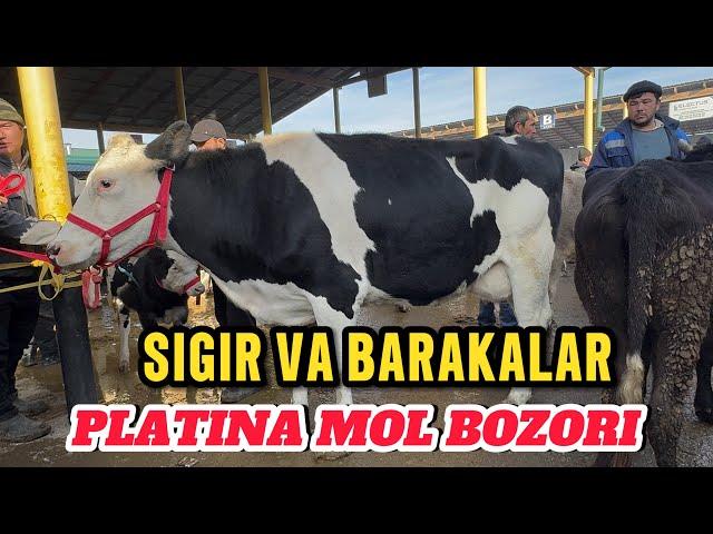 PLATINA MOL BOZORI SIGIR VA BARAKALAR BOZORGA GAP YOʻQ LEKIN 17.11.2024