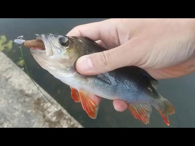 Selectedlures -  Perch Fishing in London