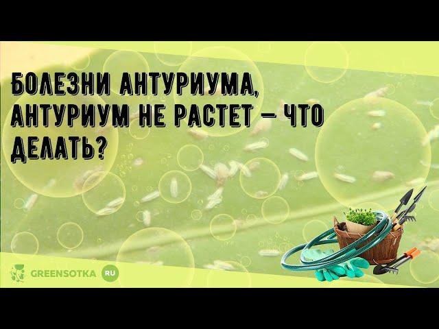 Болезни антуриума, антуриум не растет — что делать?