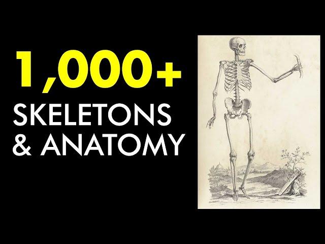 PUBLIC DOMAIN Skeletons& Anatomy Illustrations