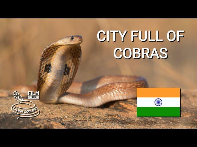 City full of venomous snakes in India, Spectacled cobras, Russell's vipers, snake rescues