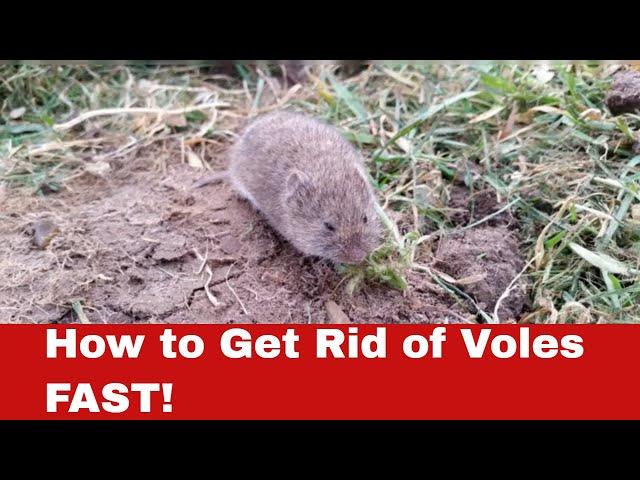 Vole Invasion? Here's How to Get Rid of Voles FAST!