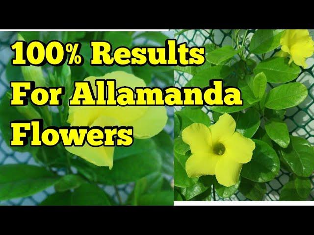 Allamanda फूल नहीं दे रहा है तो यह वीडियो ज़रूर देखिए How to Get More Flowers on Allamanda