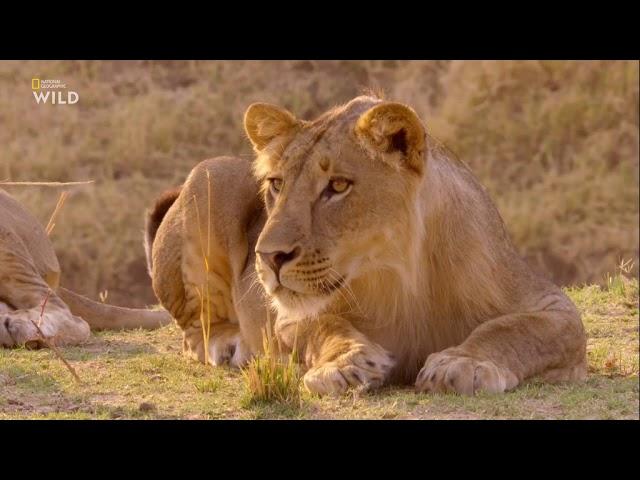 Nat Geo Wild: Африканские охотники 2 сезон 3 серия - Короли Нсефу