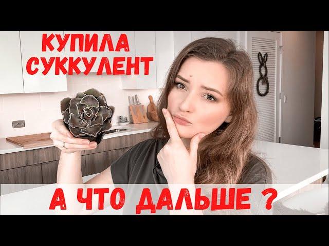 Что делать с суккулентом после покупки | Пересадка суккулентов