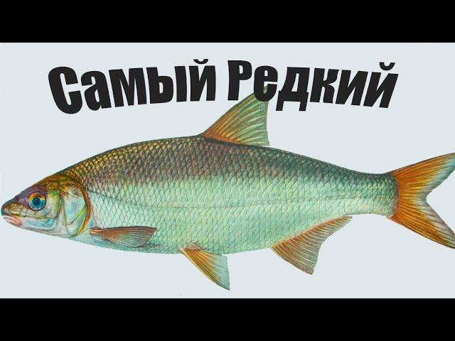 Самая редкая рыба из Карповых, чем полезна и где поймать?