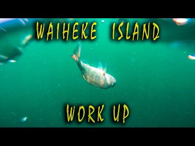 Perfect Day fishing! Waiheke Island Work Up