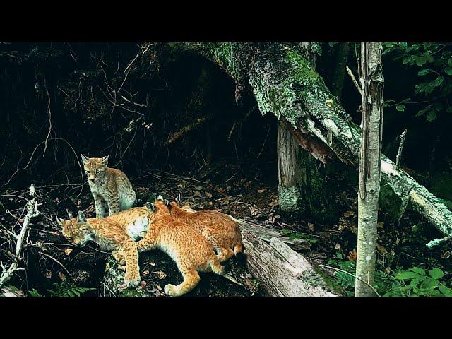 Lynx family life in the tree fall