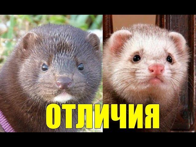 ХОРЁК и НОРКА: Отличия