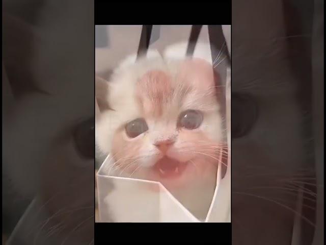 cute cat #shortvideo #cat #catlover #cute #pet #funny #animal #funnyvideo #fun#funblog#cats