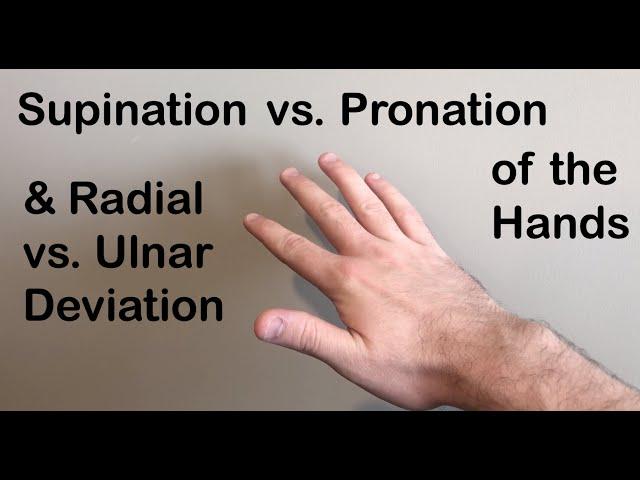 Supination vs Pronation, Radial vs Ulnar Deviation of the Hand