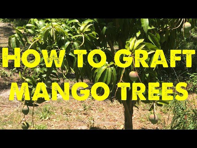 How I graft mango trees in central Florida 2020