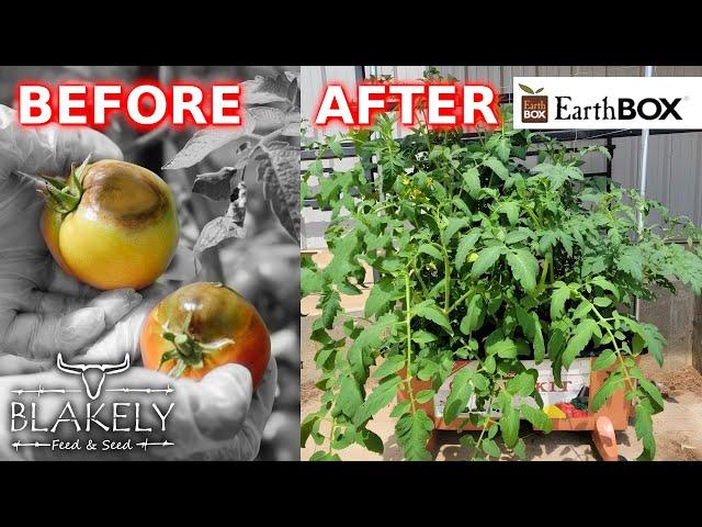 Growing Organic Tomatoes @ Blakely Feed & Seed