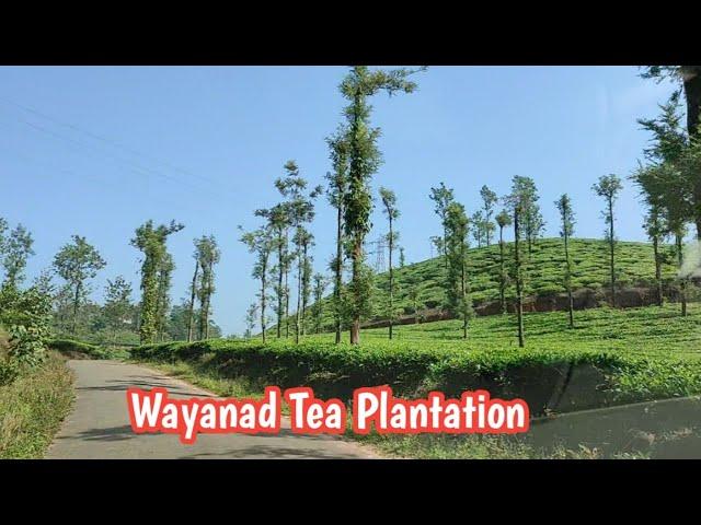 Wayanad Tea plantation | Tea Estate | Beautiful Wayanad | Wanderlust Desire