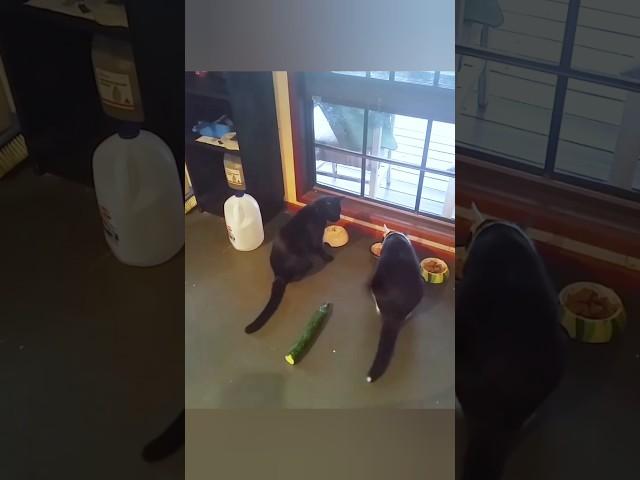 cat vs cucumber @FactsMine @OYEFACTS || #shorts || #skrockers