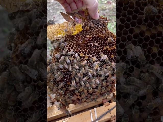 Can You Find the Queen Bee?