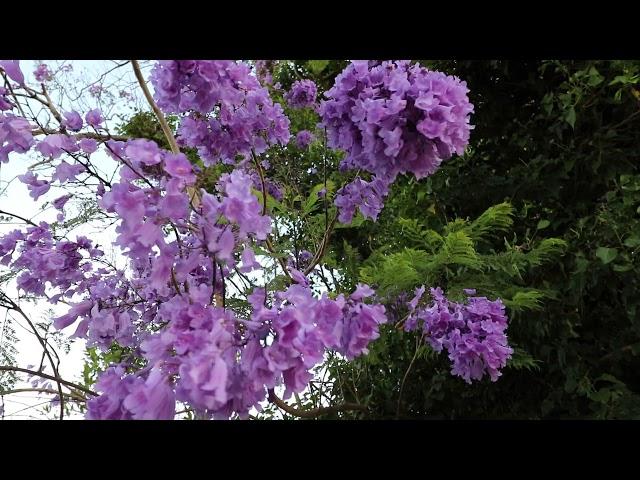 蓝花楹 Jacaranda