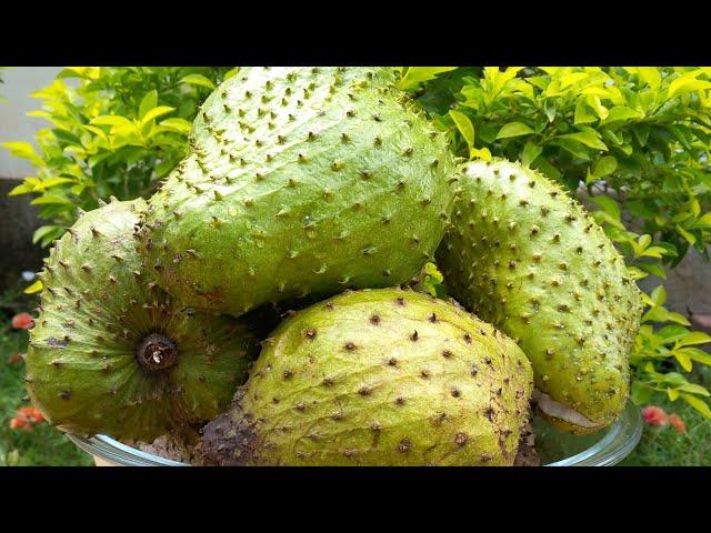 Preserving this botanical fruit