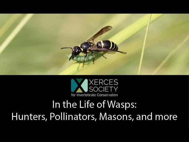 In the Life of Wasps: Hunters, Pollinators, Masons, and more