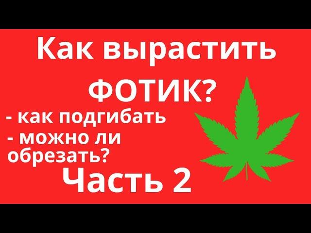 КАК ВЫРАСТИТЬ ФОТИК? ЧАСТЬ 2 | КАК ПОДГИБАТЬ ФОТИК? | МОЖНО ЛИ ОБРЕЗАТЬ ФОТИК?