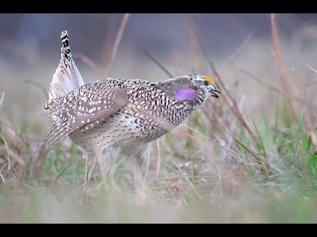 Dancing Springs Ranch Sharptails Dance