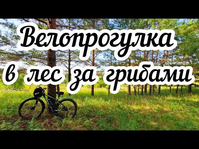 Велопрогулка в лес за грибами ‍🟫