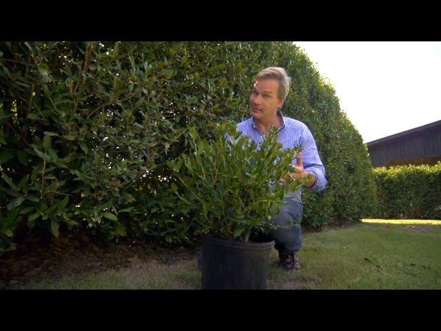 How to Grow Hedge Screens | At Home With P. Allen Smith