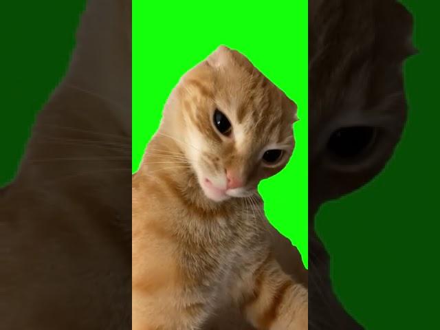 Eyebrow Cat Vine Boom Green Screen / Vine Boom Kedi Yeşil Perde #shorts