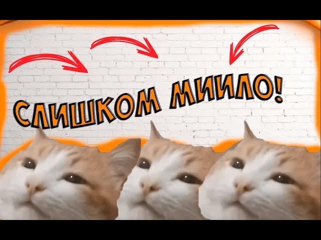 Слишком МИЛЫЙ КОТ!