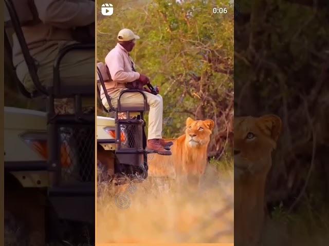 The Lion King Behind The Fearless Man: Unveiling the Secrets of the Jungle  #short #viral#trending