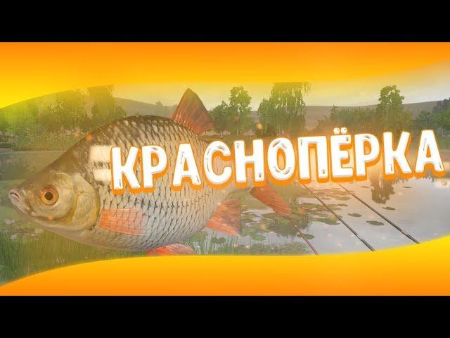 Russian Fishing 4 | Rudd | Sura River